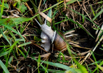 Snail in the grass