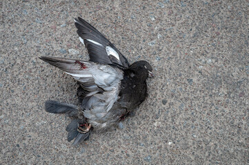 dead dove with a broken bloodied wing