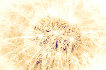 Dandelion close up abstract background. toned image
