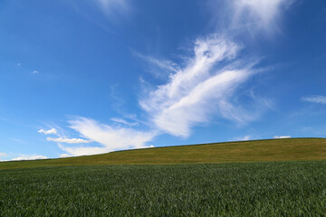 Summer landscape with green fields and blue sky