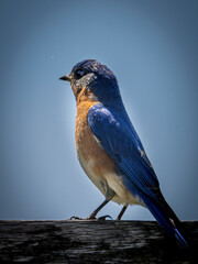Eastern parent bluebirds working around the nest box