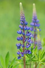 Blühende Lupinen,Lupinus,im Frühling