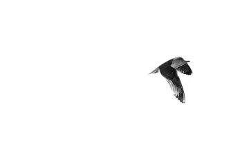 Seagull flying in a white background. B&w.