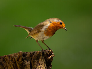 Robin perched on bark covered tree stump