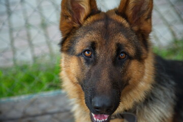 A six-month-old puppy of the East European Shepherd with a smart look.