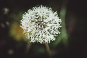 macro image of a red seeded dandelion shot at the pier of downtown Bay city Michigan