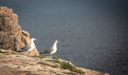 A couple of seagull in front of the see.