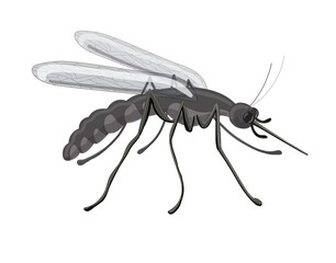Stock vector illustration. Mosquito drawn closeup, foreshortening- in profile. Drawing is isolated on a white background.