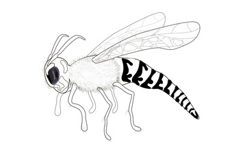 Stock vector illustration. The fluffy wasp is drawn in close-up, foreshortening- in profile. Illustration drawn white silhouette with a black line in doodle style, isolated on a white background.