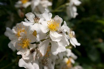 White Flowers with Yellow Centers Multiflora Rose Blooming in the Springtime Close Up