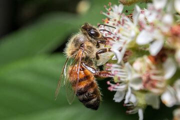 Honey Bee Pollinating white flower in summer.
