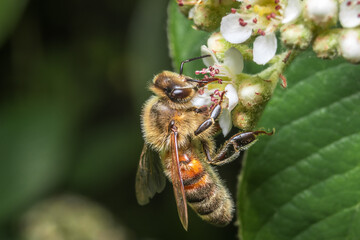 Honey Bee Pollinating white flower in summer.