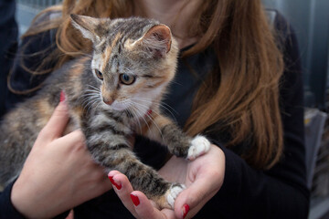 Frightened kitten in the hands of a volunteer in a shelter for homeless animals