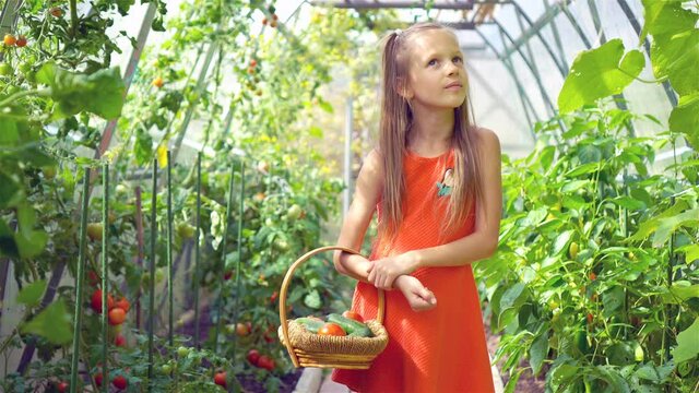 Adorable little girl gathering crop of cucumbers, pepers and tomatoes in greenhouse.