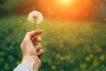 Woman holds dandelion