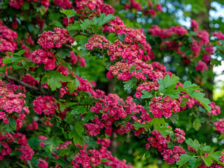 Obraz premium red-blooming hawthorn