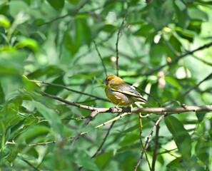 the Greenfinch (carduelis chloris)
