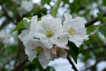 apple tree blossom