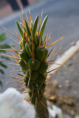 flor de color en un parque 