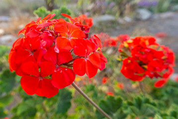 flor de color en un parque 