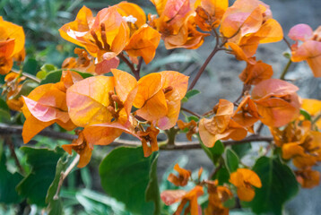 flor de varios colores en un parque