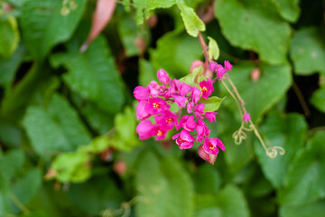 flor de varios colores en un parque