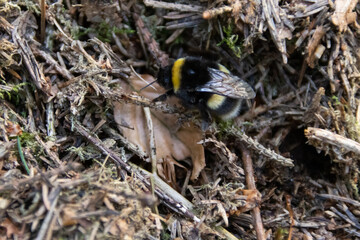 Bumble bee