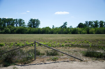 Sandy soil, dry grass and trees on a sunny late soring, early summer day