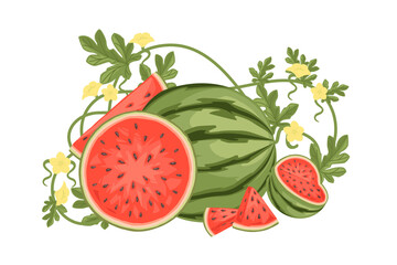 Watermelon whole and sliced with green leaves flat vector illustration on white background