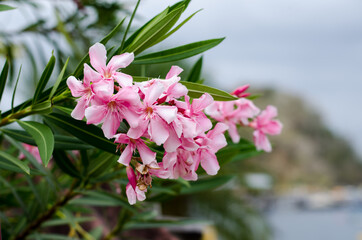 Vibrant pink oleander blossoms adorn the scenic landscape of Taboga Island, Panama, adding a touch of natural beauty and tropical charm.
