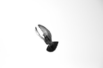 Flying pigeon - stock photo