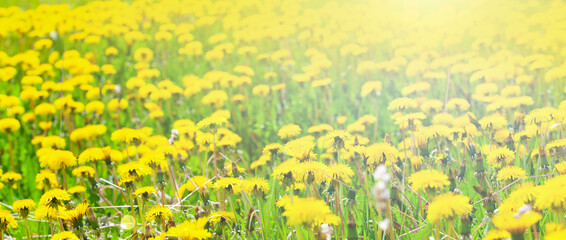 green field with dandelions at the sunset