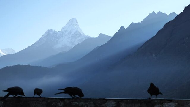 Feeding a group of raven on the wall against the backdrop of the Himalayan mountains,  Ama Dablam mountain view on Everest base camp trek