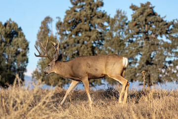 Mule Deer Buck During the Rut in Colorado in Auutmn