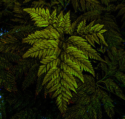 green fern leaves