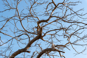 Tree branches for background Mount of the Beatitudes Israel
