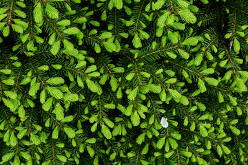 Obraz premium Young green needles repeating brush with white petal