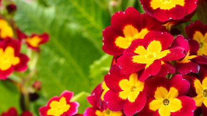 Obraz premium Day 75 of the pandemic in Halifax. Public gardens.