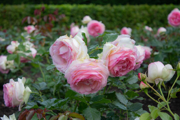 garden rose flowers in the garden
