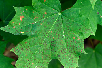 Schädlingsbefall beim Berg-Ahorn (Acer pseudoplatanus) - Leaf of the sycamore maple