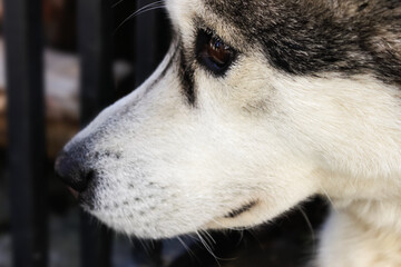 Sad, sleepy Siberian husky close-up and blurred background