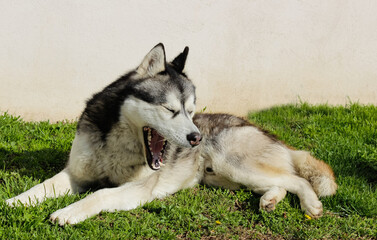 Sleepy Siberian husky with closed eyes and open mouth yawning and laying in the grass