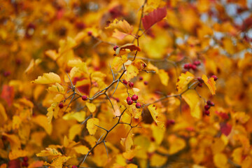 Bright autumn orange leaves and red ripe apples on a branch of crabapple tree
