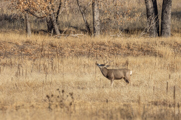 Mule Deer Buck During the Rut in Colorado in Auutmn