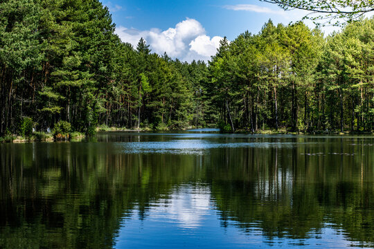 Polskie stawy otoczone przez zielone drzewa , las 