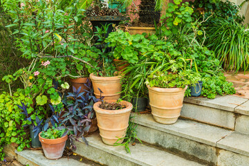 Fototapeta na wymiar Variation of plants and flower pots in Mediterranean garden on the stairs