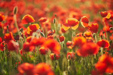Obraz premium Piękne pole czerwonych maków kwitnących