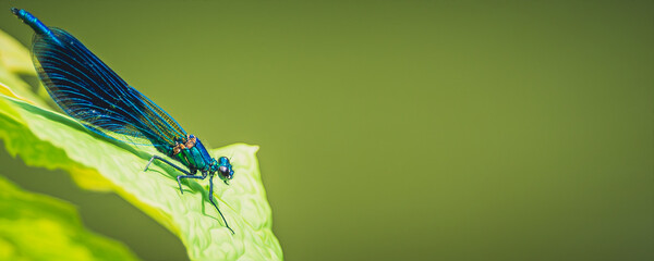 Prachtlibelle © steffen