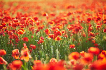 Beautiful field of red blooming poppies