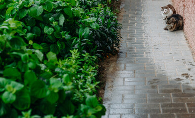 Beautiful cat hides on the street from the rain